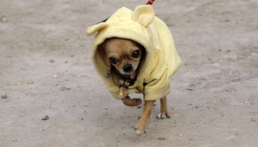 Собака Собака