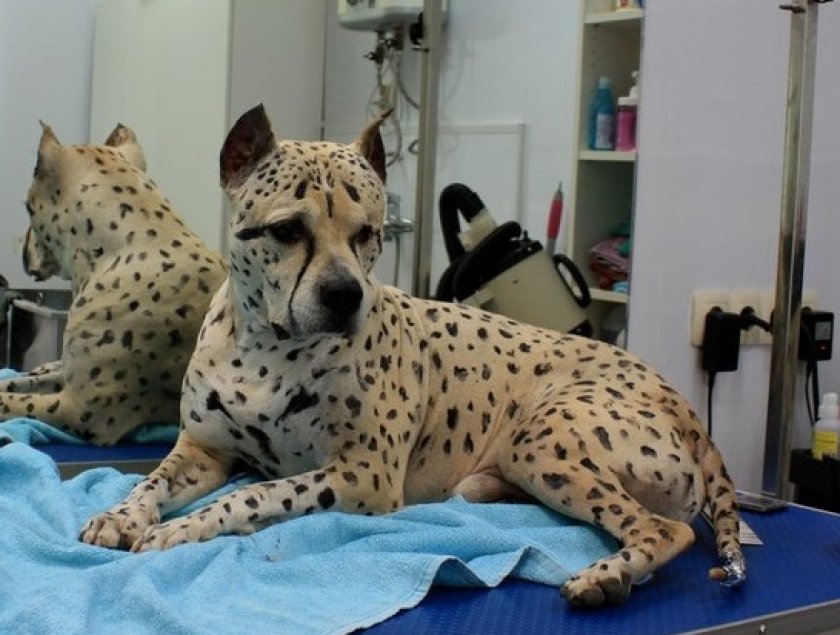 албанский питбуль