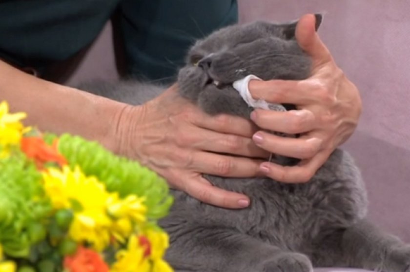 Чистка зубов марлей