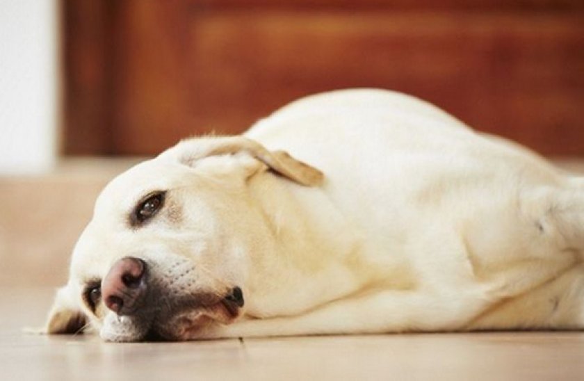 «Милпразон»