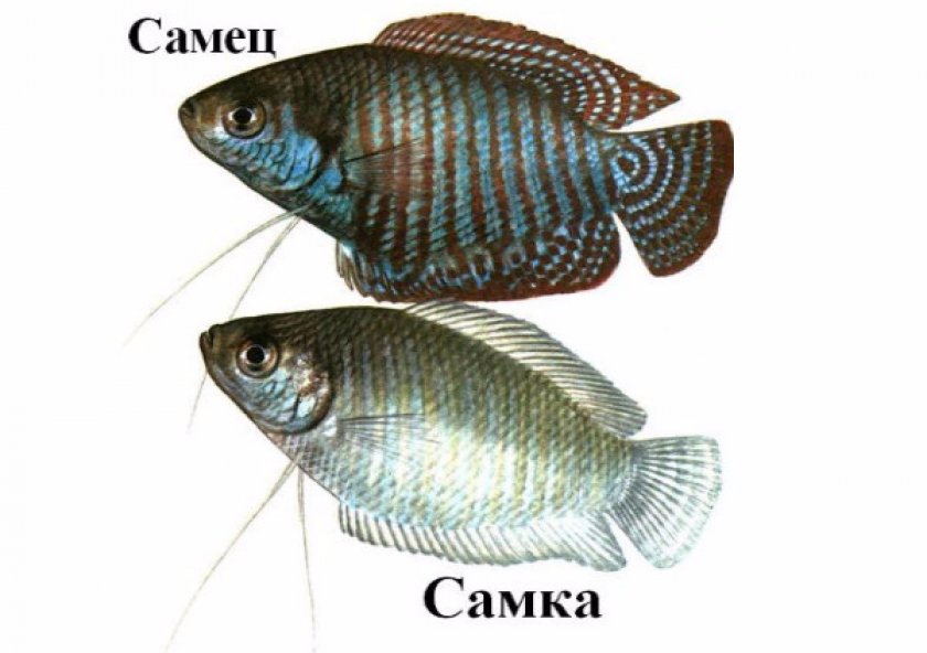 Тернеции глофиш отличие самца и самки фото