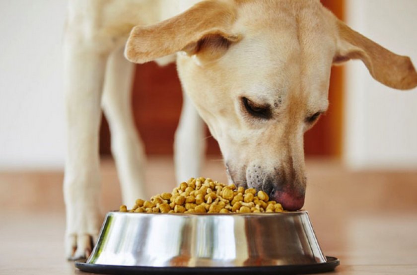 Корм для собаки