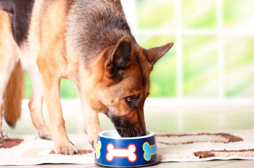 Корм для собаки