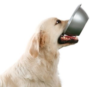 Миска для собаки