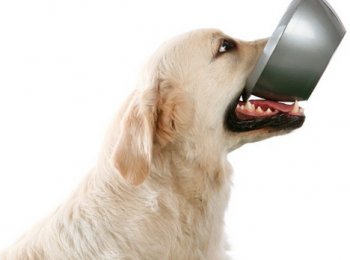 Особенности выбора миски для собак для вашего питомца