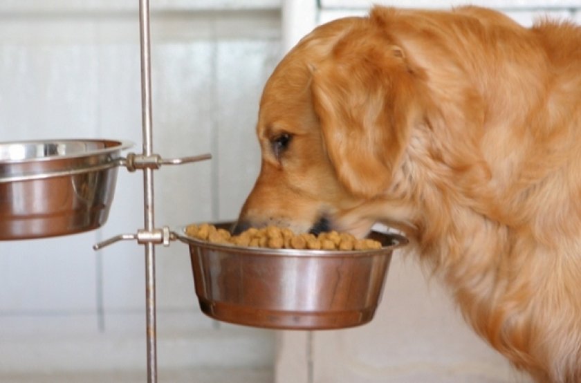 Питание собаки