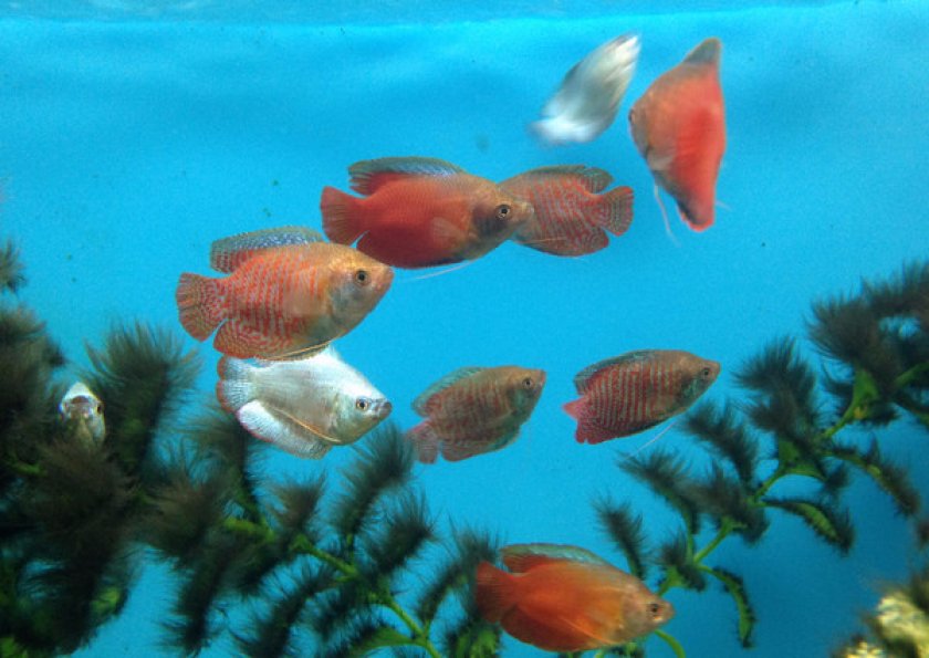 Лялиус, аквариумная рыбка, красный лялиус: совместимость, содержание, фото, болезни, разведение.