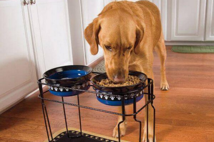 Собака кушает корм