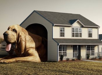 Гостиница для питомцев: документы, которые должен предоставить хозяин