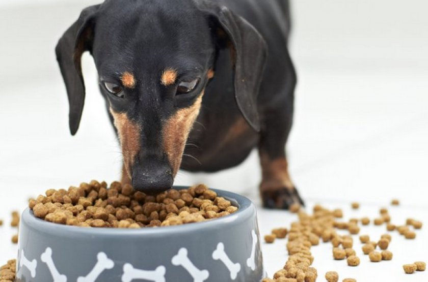 Собака кушает корм Собака кушает корм