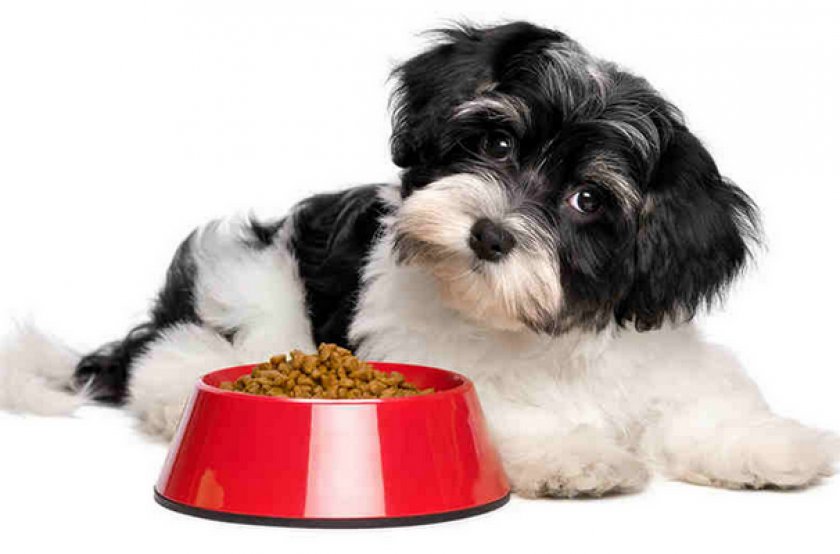 Собака кушает корм Собака кушает корм