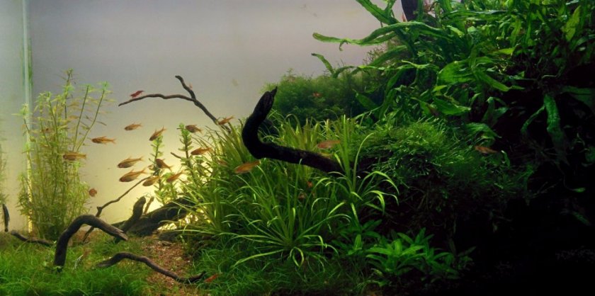 природный природный