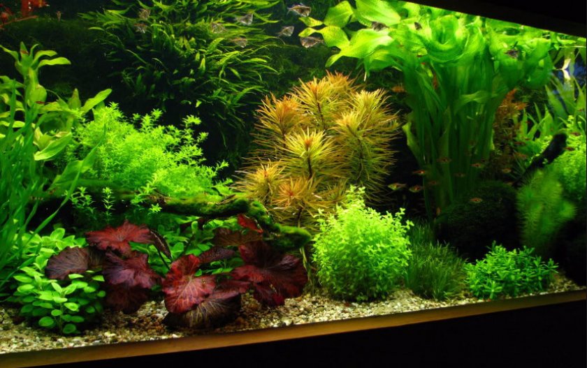 голландский голландский