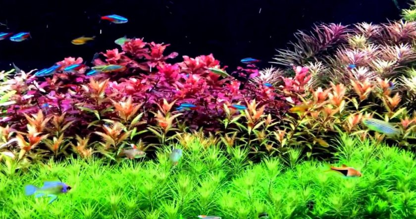 Голландский стиль Голландский стиль