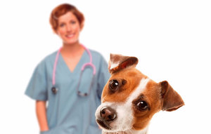 В каком возрасте делать первую прививку щенку