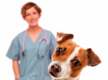 В каком возрасте делать первую прививку щенку