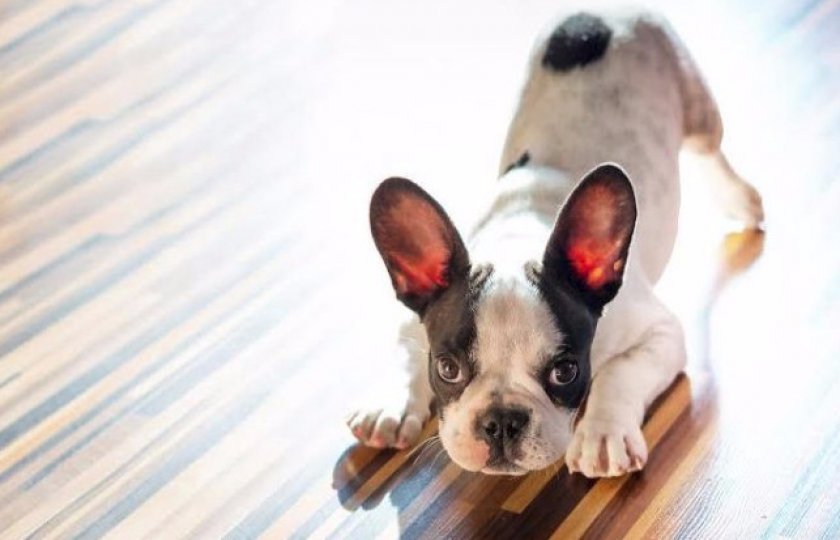 От каких болезней прививают собак