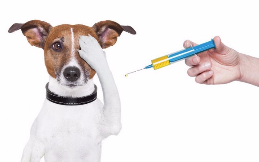 Какие бывают вакцины Какие бывают вакцины