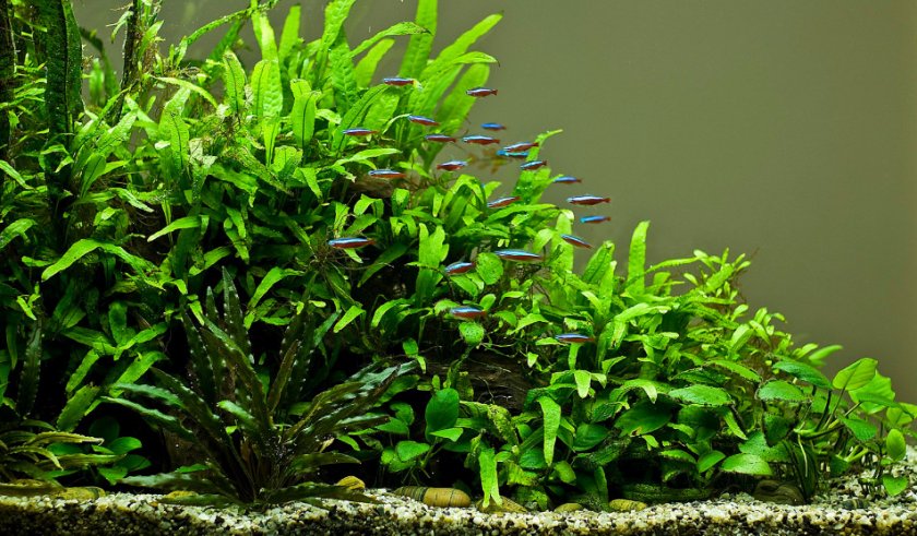 triangular triangular