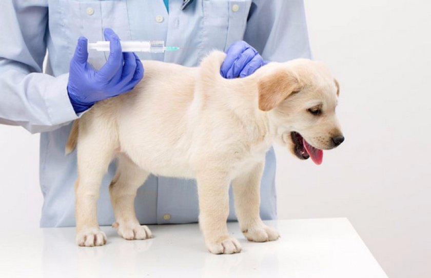 Первичная вакцинация щенкам