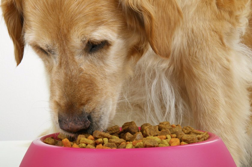 Собака кушает корм
