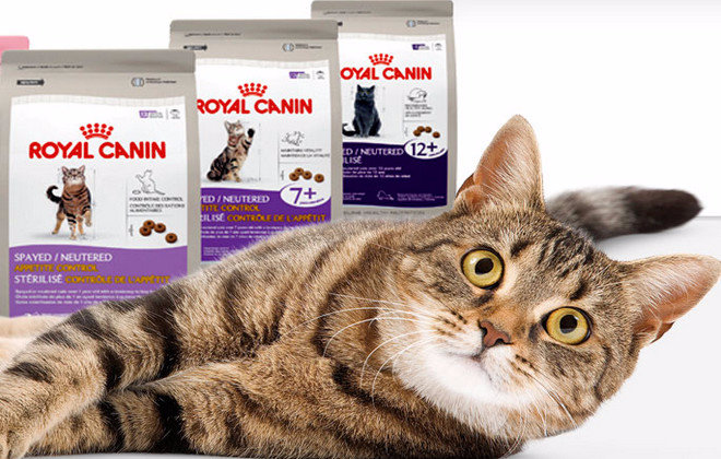 «Роял Канин» (Royal Canin) для котов и кошек: описание и виды премиум корма