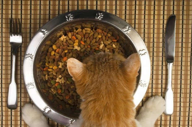Кошка кушает корм