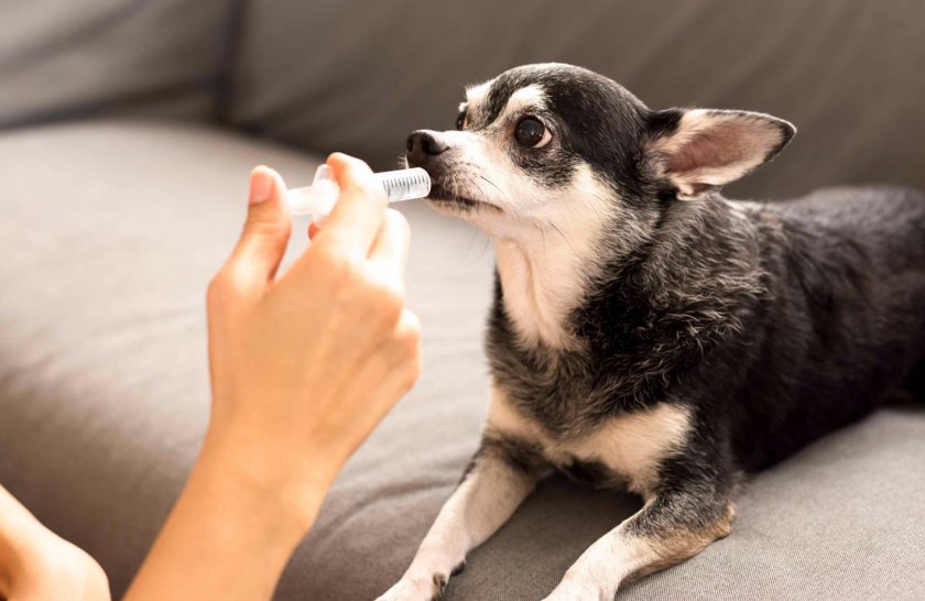 Как давать Лакто стоп собаке