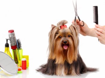 Что такое груминг?