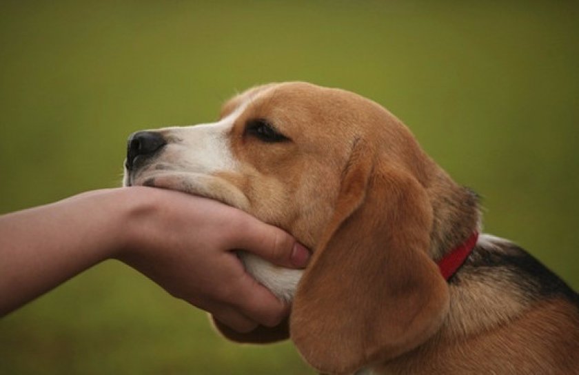 Состав и форма выпуска Состав и форма выпуска