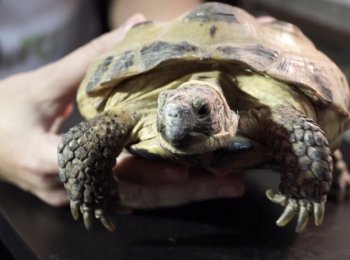 Особенности ухода и содержания среднеазиатской черепахи в домашних условиях