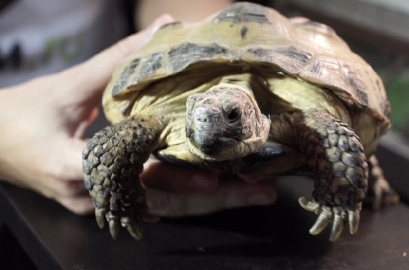 Среднеазиатская черепаха