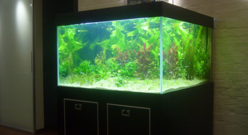 стеклянный аквариум
