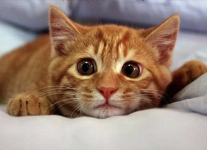 Особенности и периодичность течки у кошек Особенности и периодичность течки у кошек