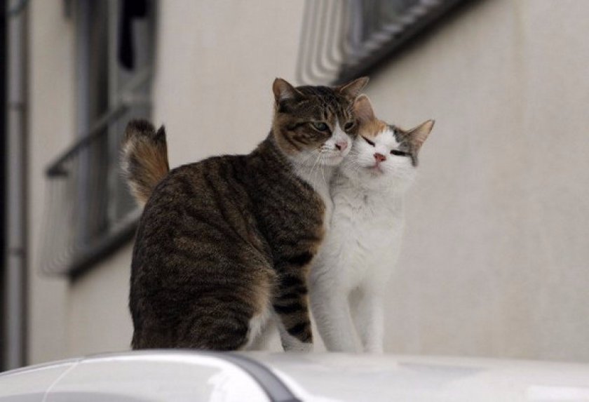 Особенности и периодичность течки у кошек