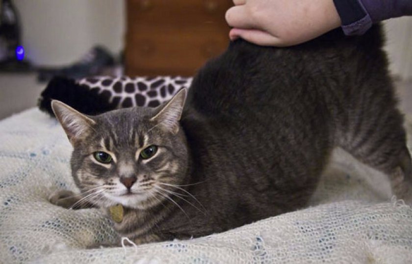 Особенности и периодичность течки у кошек Особенности и периодичность течки у кошек