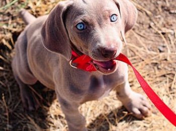 Выбираем поводок для вашего любимца