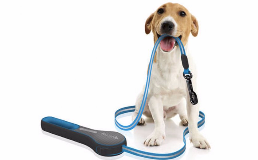 Учим собаку к поводку