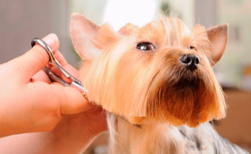 Стрижка собаки