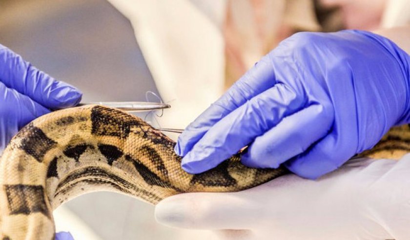 Герпетолог-ветеринар