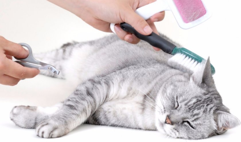 Груминг кошек