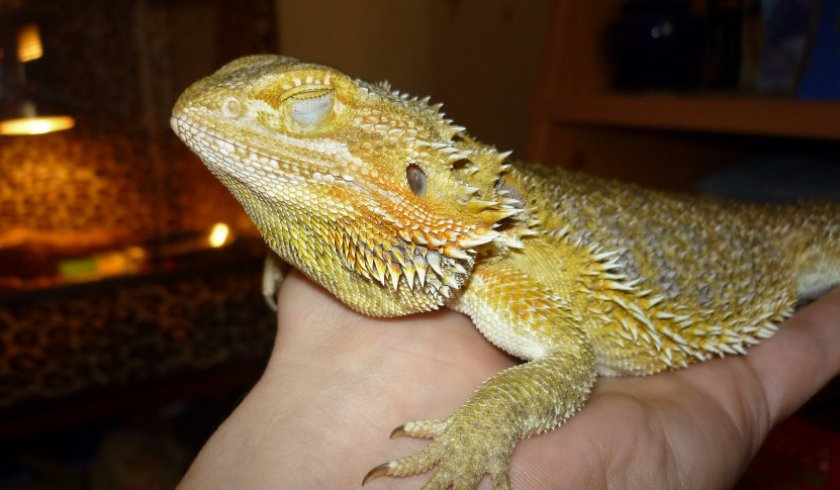 Герпетолог