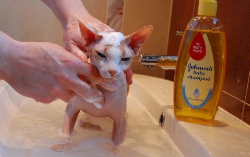 Купание сфинкса