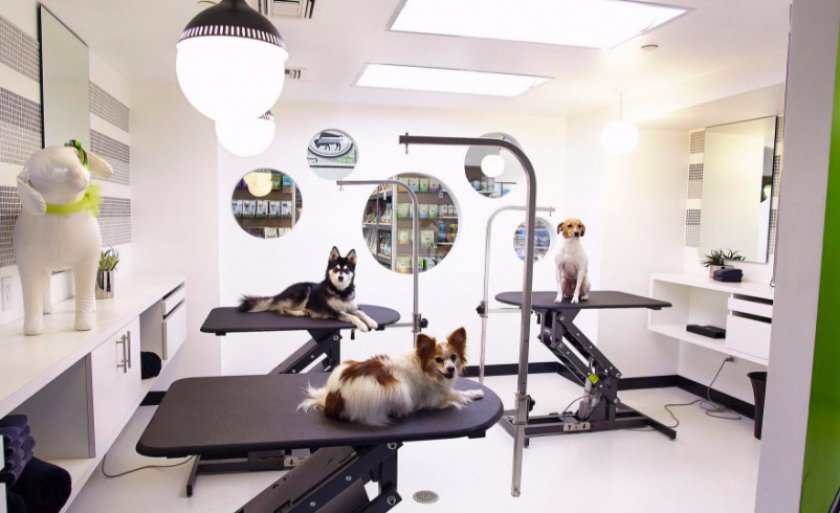 Салон для животных