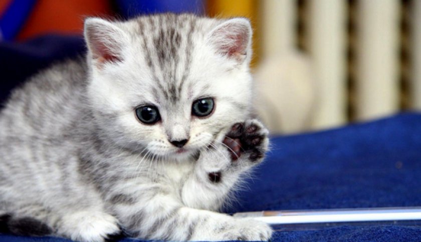 Воспитание котенка