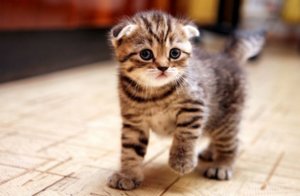 Воспитание котенка