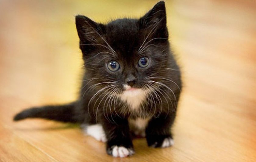 Воспитание котенка