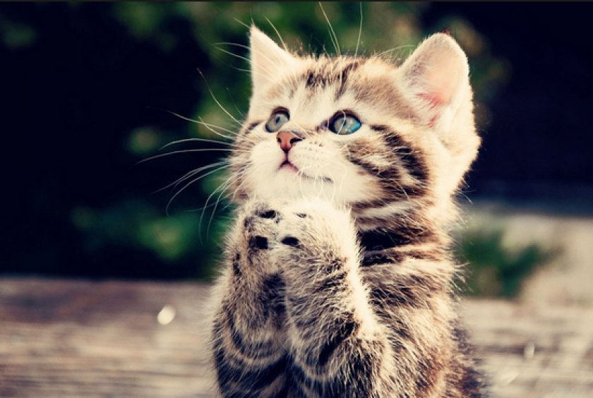 Воспитание котенка