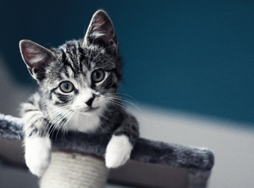 Воспитание котенка