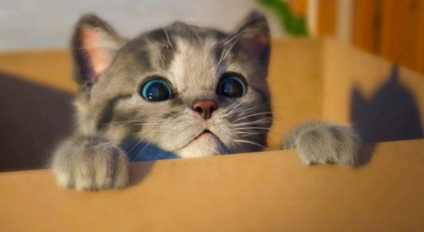 Воспитание котенка